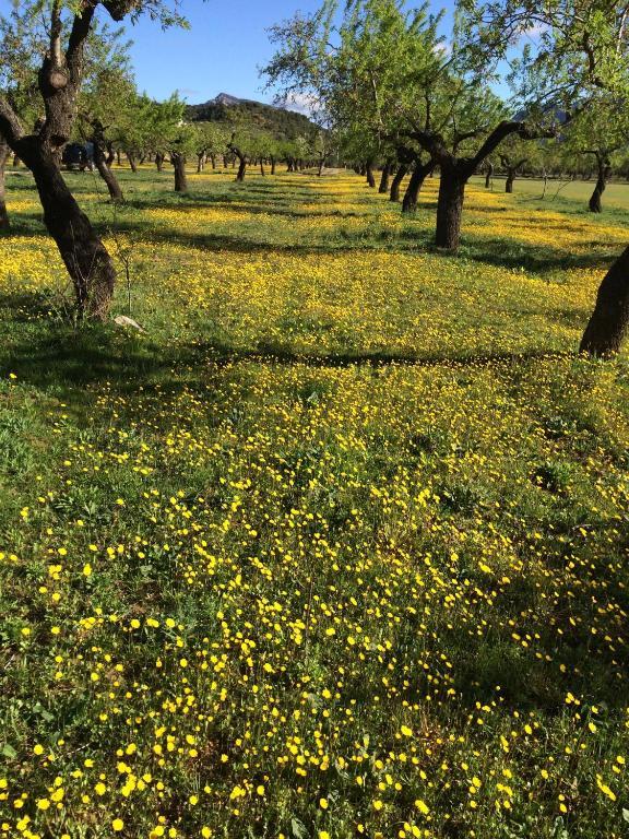 Alen D'Aragon Konuk evi Santa Eulalia de Gállego Dış mekan fotoğraf